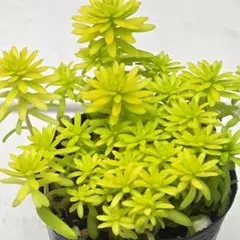 多肉植物 セダム 斑入りミモザ 20カット - メルカリ