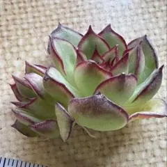 ま*】様 No.g661新品種　紅玉縁　エケベリア　多肉植物　撮影10月30日