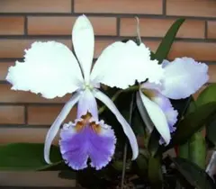 洋蘭 原種 カトレア C. gaskelliana mosca semialba 洋蘭 原種 カトレア C. gaskelliana mosca semialba - メルカリ