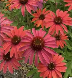 つむぎ様 リクエスト 4点 まとめ商品