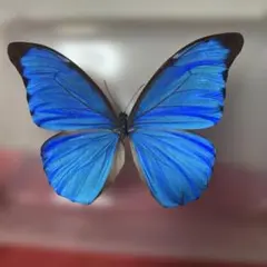 2026年最新】蝶の人気アイテム - メルカリ