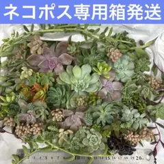 エケベリア＆セダムetc多肉植物　多肉弁当　寄植え抜き苗カット苗