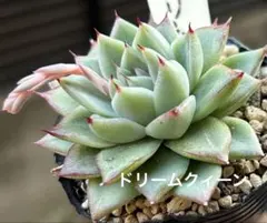 hikaru様 リクエスト 2点 まとめ商品