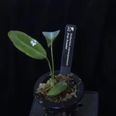2025年最新】anthurium warocqueanumの人気アイテム - メルカリ