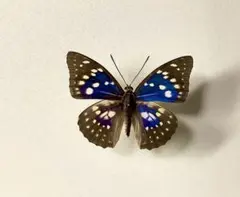 2025年最新】オオムラサキ 標本の人気アイテム - メルカリ