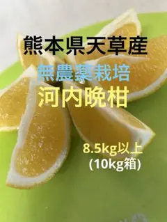2026年最新】無農薬河内晩柑の人気アイテム - メルカリ