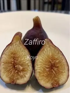 (結実成績あり）イチジク苗木★稀少種★Zaffiro （ザフィーロ）のサムネイル