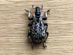 オサムシ標本 ロシア産ホソクビナガオサムシ♀ - メルカリ