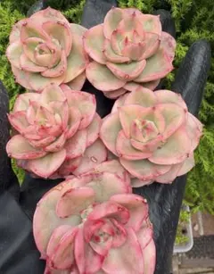 エケベリア 五つセット　ロウボダン錦　多肉　エケベリア