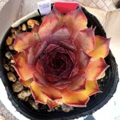 多肉植物 センペルビウム ダラス No.24【緑】 - メルカリ