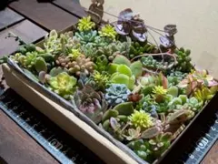 多肉植物 寄せ植え❁⃘*.゜セダム 韓国苗 箱いっぱいセット②✩.*˚