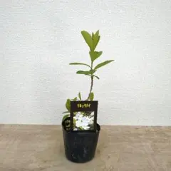 2026年最新】利休梅の人気アイテム - メルカリ