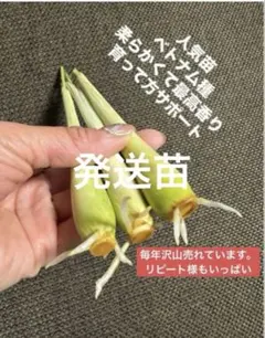 2026年最新】レモングラス 苗の人気アイテム - メルカリ