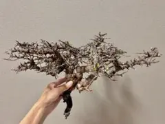 【早い者勝ち】Commiphora sp. Eyl（現地株、良型、ベアルート） 早い者勝ち】Commiphora sp. Eyl（現地株、良型、ベアルート） - メルカリ