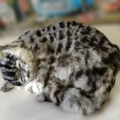 ♥早い物勝ち♥希少♥可愛らしいリアルな猫の置物♥丸まりポーズ♥
