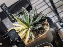 2025年最新】姫乱れ雪 アガベの人気アイテム - メルカリ