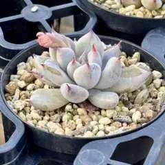 2026年最新】多肉植物 抜き苗 匿名配送の人気アイテム - メルカリ