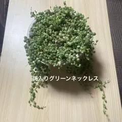 多肉植物　斑入りグリーンネックレス　吊り鉢