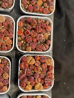 Top【選抜株】多肉植物　26620パープル ポメグラネート　48個　鉢ある