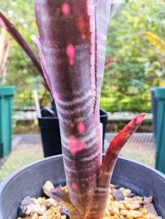 ビルベルギア インセンディアリーデライト① 抜き苗 タンクブロメリア 観葉植物 ビルベルギア インセンディアリーデライト① 抜き苗 タンクブロメリア