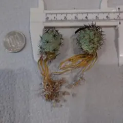 SHUes様 リクエスト 2点 まとめ商品