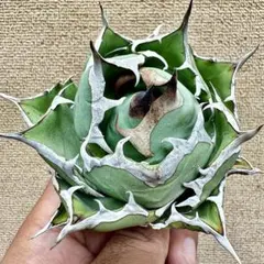 2025年最新】アガベの人気アイテム - メルカリ