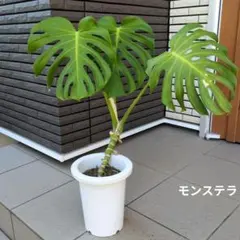 ② 高さ約130㎝位幹上がりタイプモンステラ6号鉢 - メルカリ