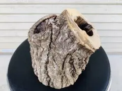 クラフトウッド オブジェ 天然木 DIY シェルター ベース 製作素材 樹洞加工