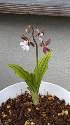 2026年最新】鉢植え発送の人気アイテム - メルカリ