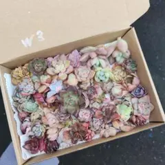 訳あり苗箱いっぱいセット③✨多肉植物　エケベリア　寄せ植え!