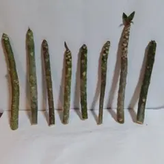 ❤️❤️期間限定出品❤️❤️15番❤️プルメリア ８本セット❤️