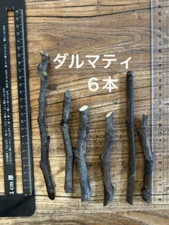 専用出品　イチジク穗木6本セット 専用出品 イチジク穗木6本セット