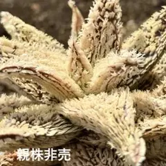 2026年最新】アロエハイブリッドの人気アイテム - メルカリ