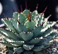 パリー　ハイブリッド　トランカータ　屈原の舞扇　大株 パリー ハイブリッド トランカータ 屈原の舞扇 大株 アガベ