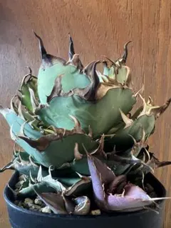 アガベ　US株 ハデス　インフェルノ　陽炎　親株　コレクション株 アガベ US株 ハデス インフェルノ 陽炎 親株 コレクション株