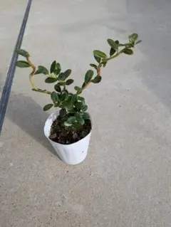 tenten様 リクエスト 3点 まとめ商品