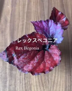 taka様 リクエスト 3点 まとめ商品