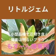 2025年最新】タイサンボク ケイパレスの人気アイテム - メルカリ