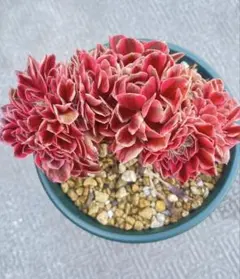 ピンクウィッチ綴化多肉植物アエオニウム（抜き苗） - メルカリ