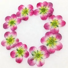 182 押し花♡バラ売り★クモマソウ 素材 小花 ハンドメイド
