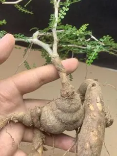 M697多肉植物 オペルクリカリア・パキプス実生 大株【落ち葉です】のサムネイル