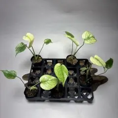 2026年最新】モンステラ デリシオーサ 斑入りの人気アイテム - メルカリ