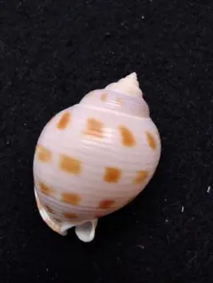 2025年最新】トウカムリの人気アイテム - メルカリ