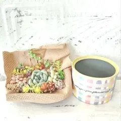 多肉植物 No.1277　寄せ植えセット　カット苗詰め合わせ　リメ缶セット