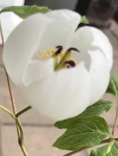 マーたん様 リクエスト 2点 まとめ商品