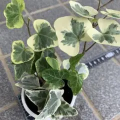 たにく様 リクエスト 2点 まとめ商品