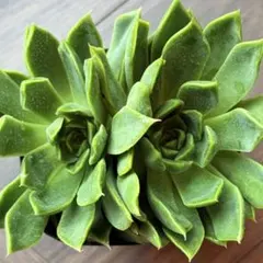 NEW❗️ 大人気エケベリア　 グルロウィク　美苗　厳選苗　特大苗　多肉植物❣️のサムネイル