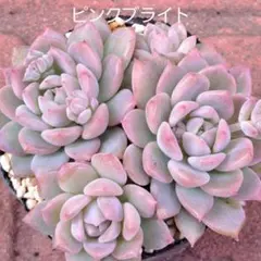 優飛mama様 リクエスト 3点 まとめ商品