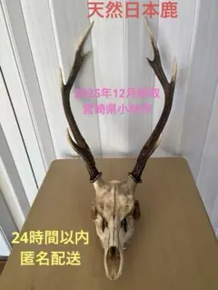 引取限定 鹿角 頭蓋骨 日本鹿 本土鹿 ハンティングトロフィー ウォールオブジェ 鹿の角 頭付き 全長約65cm 壁掛け ウォールデコレーション