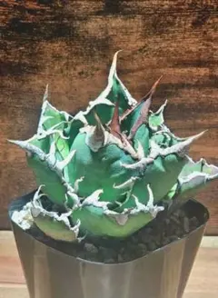 2025年最新】アガベ チタノタ シーザーの人気アイテム - メルカリ